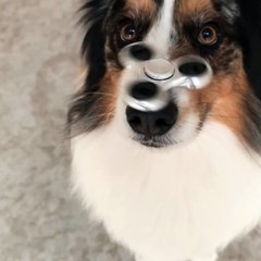 Dog Has Mastered the Fidget Spinner