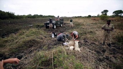Herd of elephants charges vets operating on injured lion