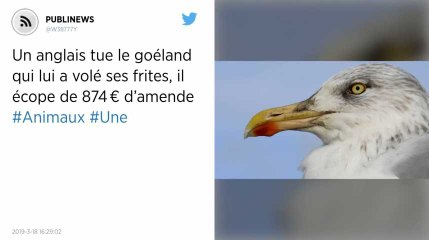 Il tue le goéland qui lui a volé ses frites, un retraité écope de 874 € d’amende