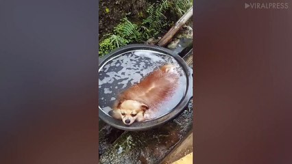 Doggy Cools Off In Bucket Of Water
