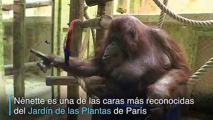 Orangutana pintora cumple 50 años en el zoo de París