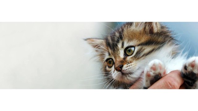 Veterinarian Clinic Near Me|Rochester Hills Veterinarian