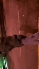 Lance Wiggins  Dances outside to show his talent.