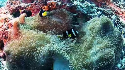 Scuba Diving the Maldives with Four Seasons Explorer
