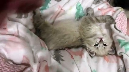 Cute Pets Videos Cutest cat