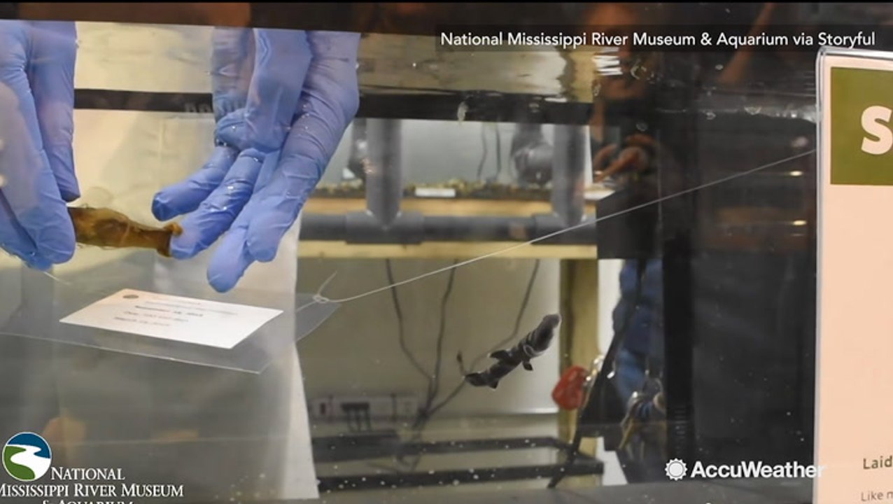 Video of a baby shark being born...doo doo doo doo