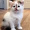 Cute Kittens Compilation 2019 - Cute Cats Videos