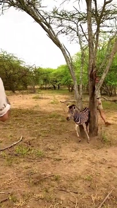 Ils trouvent un bébé zèbre coincé dans un arbre