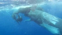 Ces baleines semblent avoir adopté un jeune dauphin handicapé