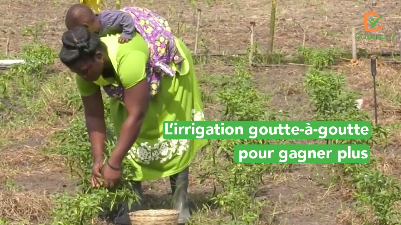Togo : l'irrigation goutte-à-goutte pour gagner plus