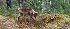 Aïlo: une odyssée en Laponie - Bande-annonce
