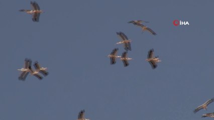 Baharın müjdecisi leyleklerden gökyüzünde görsel şölen
