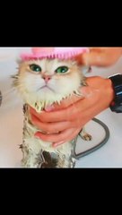 Top highlights of animals - Very funny animals