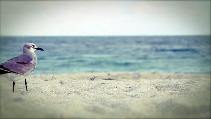 Beach Footage Green Screen HD