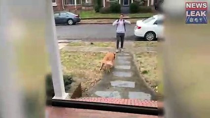 Cute moment huge dog leaps onto it's owner's arm for a cuddle