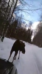 Un élan affronte une voiture sur une route de campagne