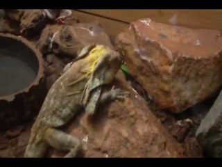 Bitácora de Faisy. Los reptiles de Sudáfrica