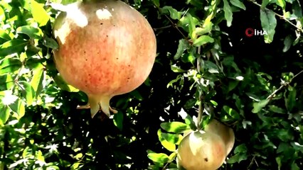 Köyceğiz Türkiye’nin 16. Sakin Şehri