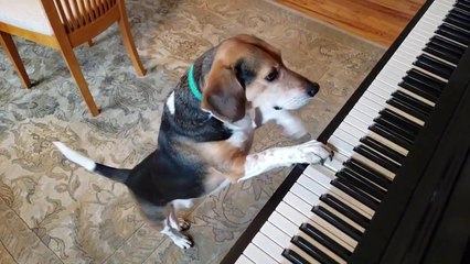 Un chien joue du piano en chantant