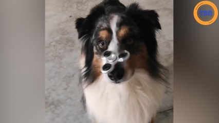 Ce chien avec son sens de l'équilibre va vous étonner !