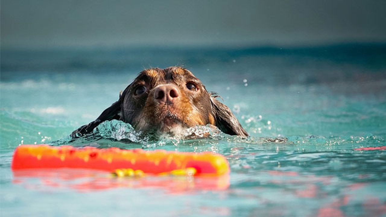 Natación para perros