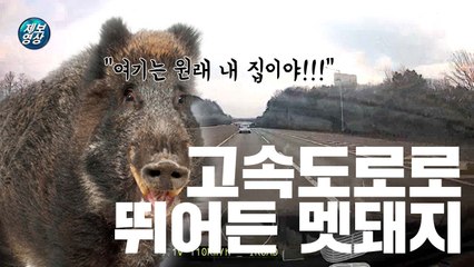 [제보영상] 고속도로로 뛰어든 멧돼지 / YTN