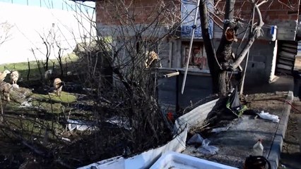 Ağıldaki oğlak telef edilmiş halde bulundu - SAMSUN