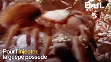 La guêpe pompile, une chasseuse de mygales impitoyable