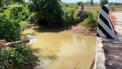 Mahout takes 'stressed' elephant for a bath in Thai river to cool off