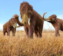 Des scientifiques font revivre l'ADN d'un ancien mammouth
