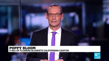 Poppy Bloom: a sea of flowers blankets Californian Canyon