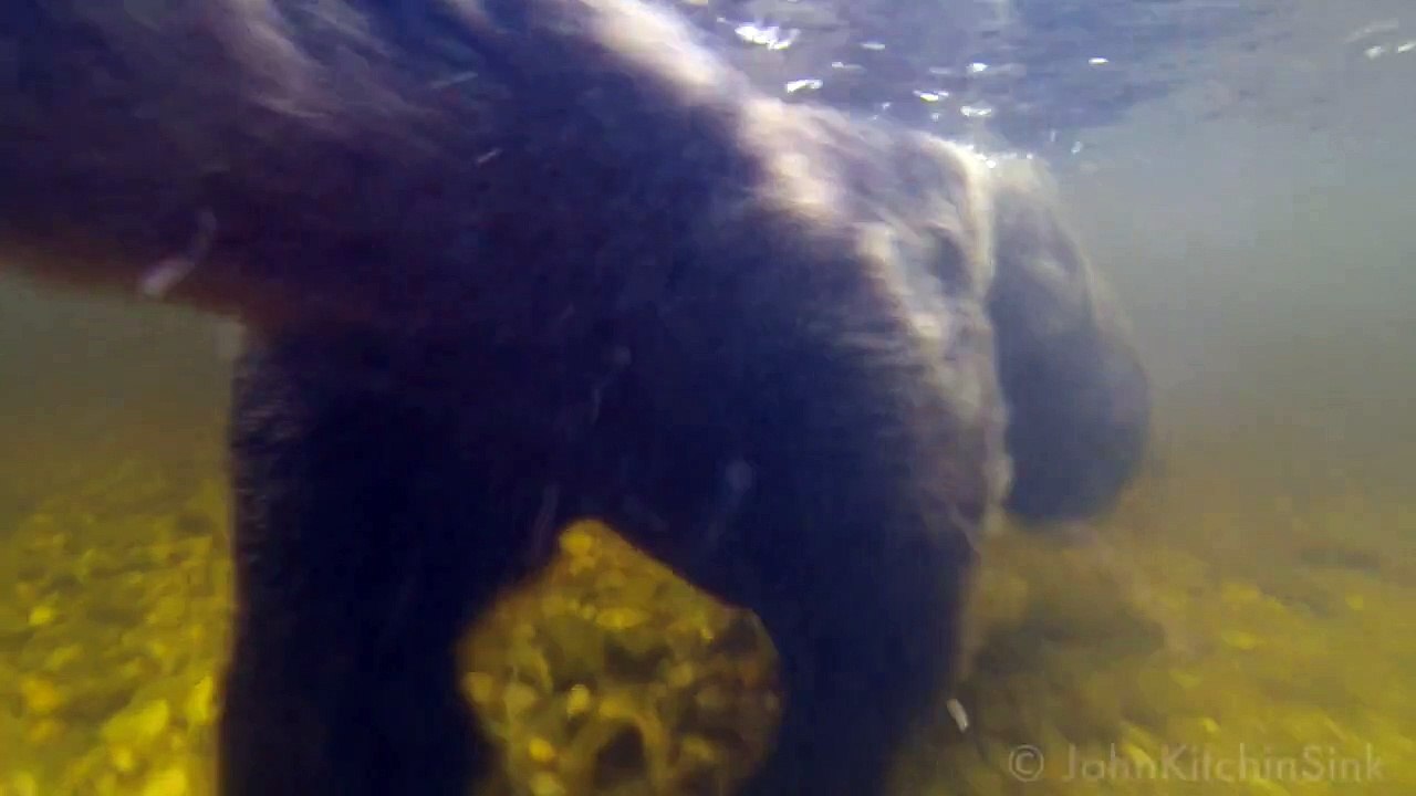 This is what swimming with a grizzly bear is like