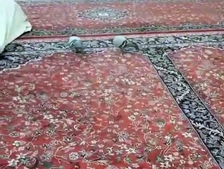 Hafiz Ahmed Raza Qadri