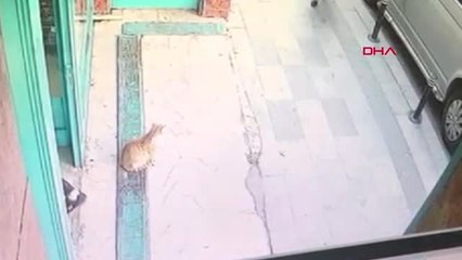 Sosyal Medyada Fenomen Olan Kedi Bayrampaşa'da Çıktı