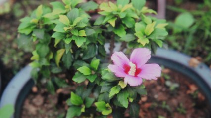 [대전·대덕] 원자력연, 분재용 무궁화 '꼬마' 기술 이전 / YTN