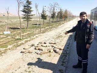 Yol Kenarında 13 Köpek Ölüsü Bulundu