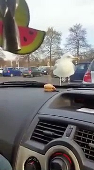 Cette mouette veut le sandwich dans la voiture et pique le pare brise !