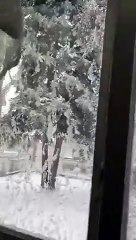 Cet arbre s'écrase en temps réel dans le jardin !