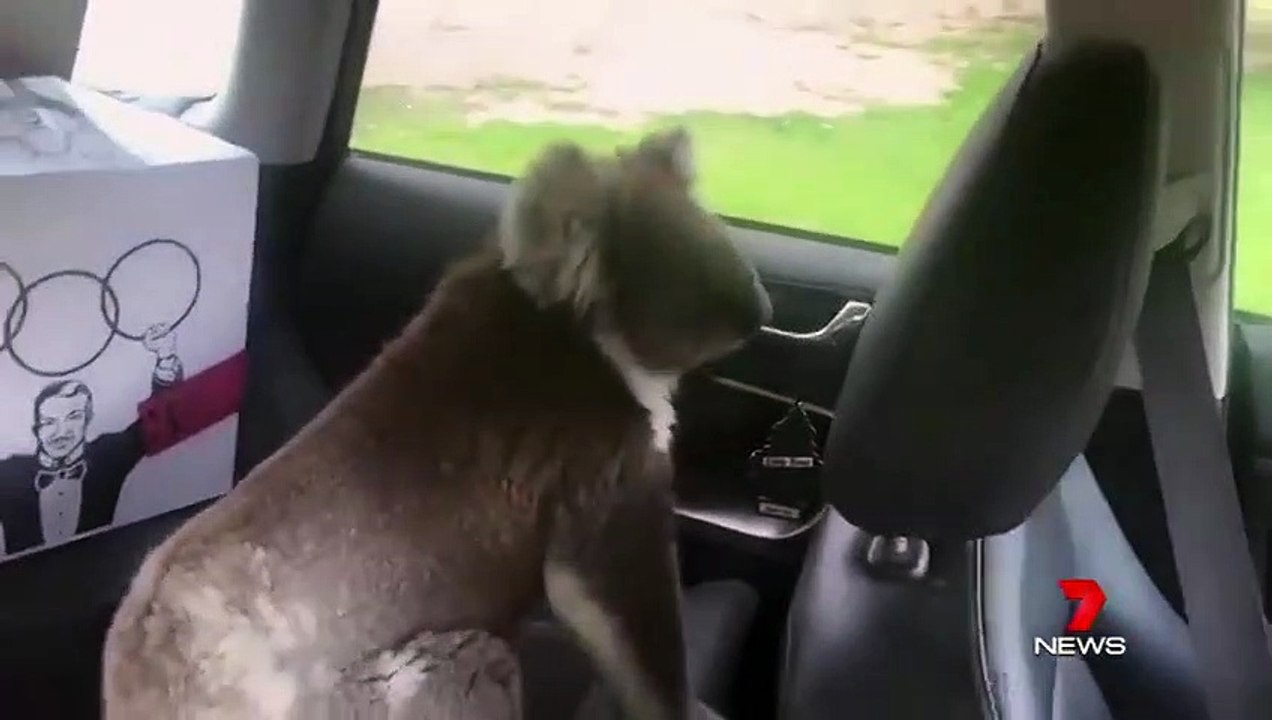 Ce koala aime la clim dans la voiture !