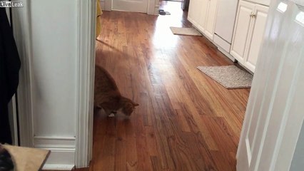 Chat aveugle : il se prend le mur !