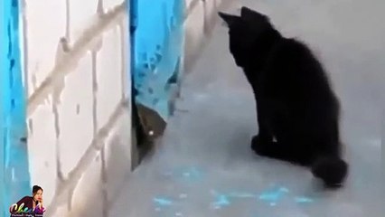 Cute Kitten helping Puppy  Amazing Animals Video