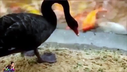 Amazing Duck feeding Goldfish  Amazing Animals Video