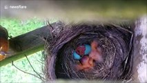 Newborn robin joins siblings in touching nest time-lapse