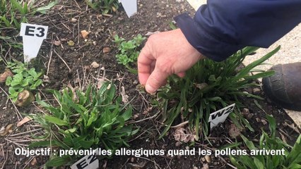 À l'hôpital de Lanmary, un pollinarium détecte l’arrivée des pollens pour éviter les allergies