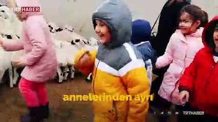 Minikler kuzuların anneleriyle buluşmasına tanık oluyor