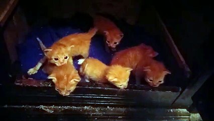 L'AVPAE affiliée à la Fédération Française de la Protection Animale Partie 4