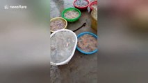 Fishermen filmed chopping jellyfish into seafood delicacy in Vietnam