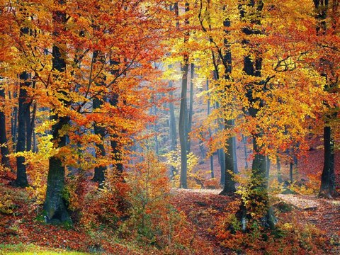 5 cosas que no sabías sobre los bosques