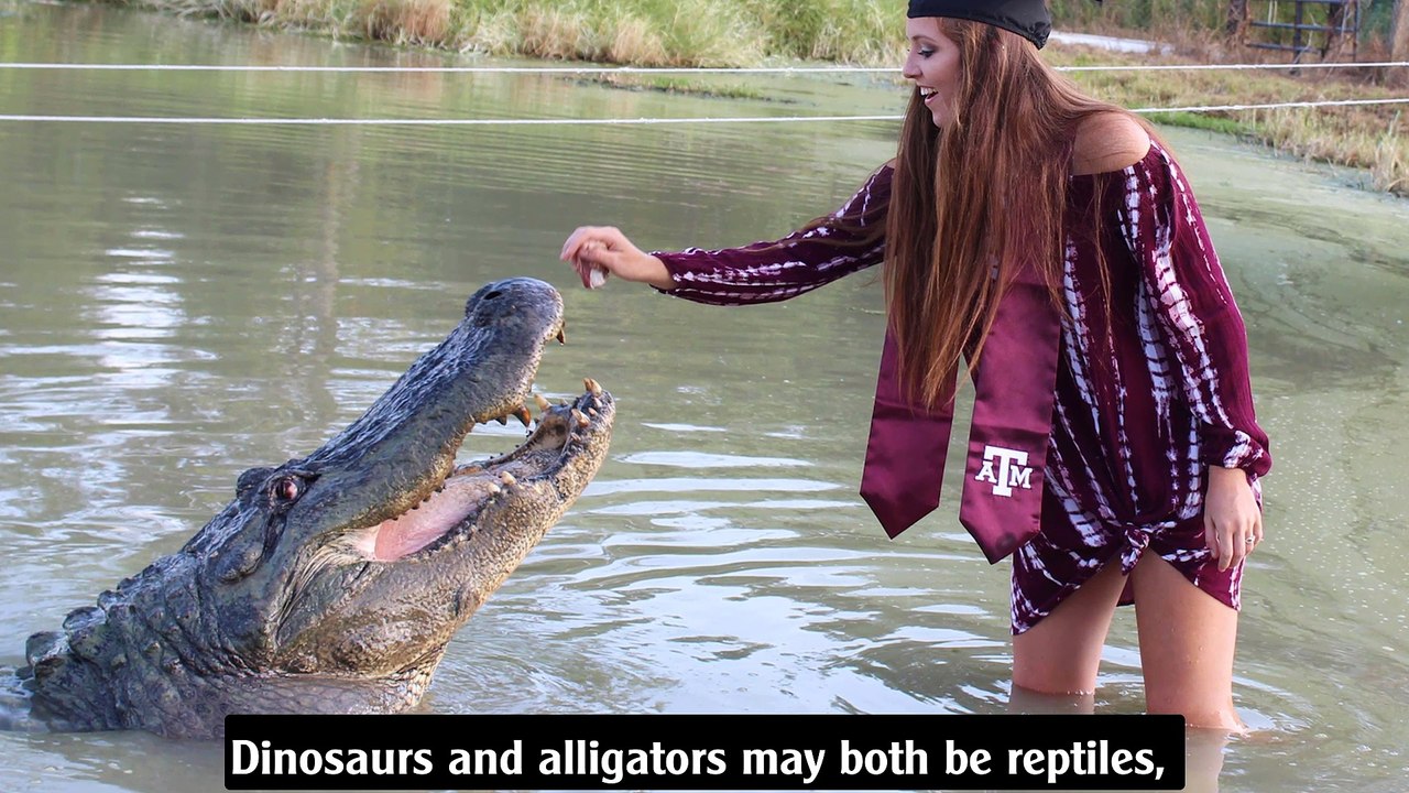 Alligators have more in common with dinosaurs than you think