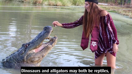 Alligators have more in common with dinosaurs than you think